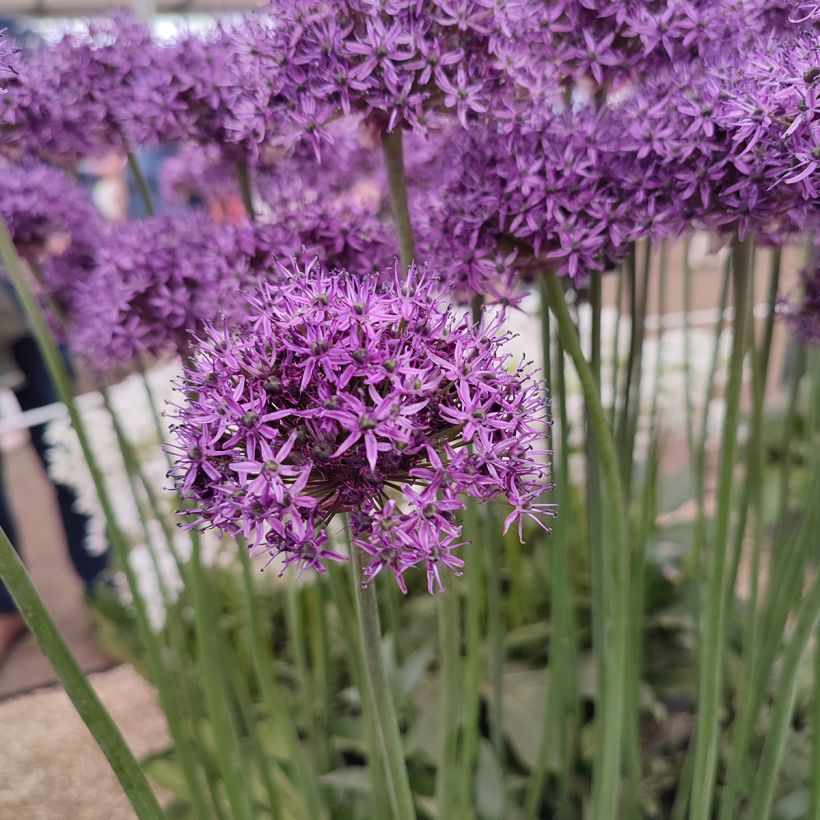 Allium Chicago - Alho-ornamental (Floração)