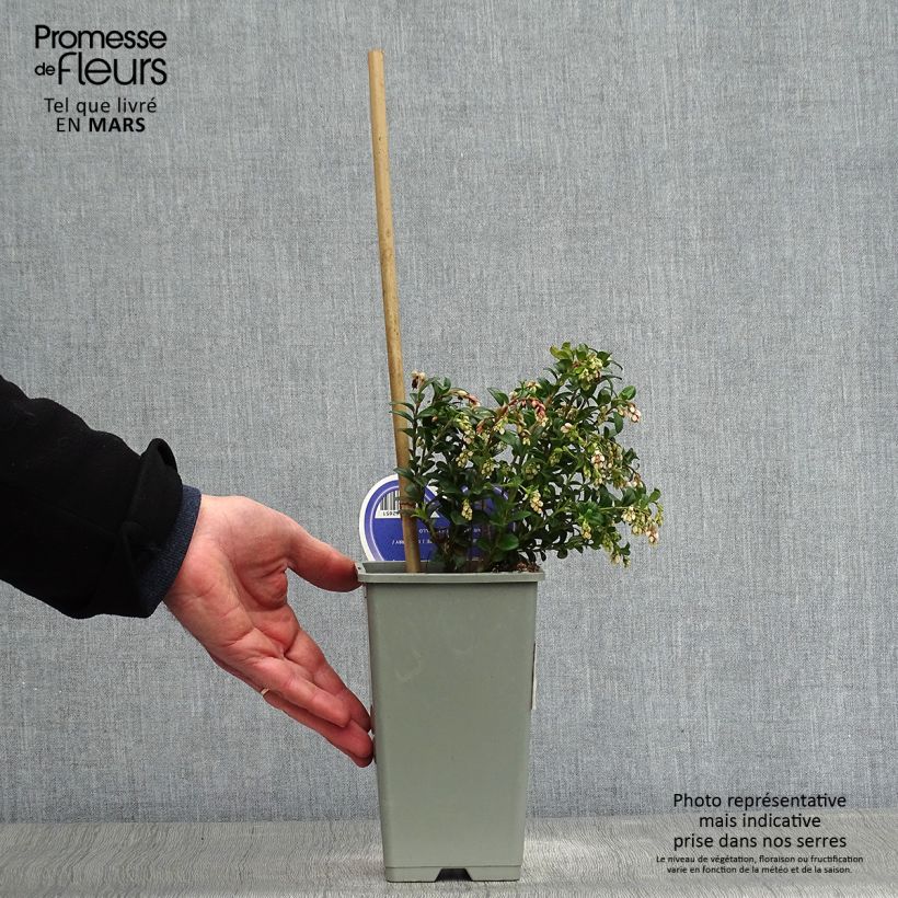 Amostra de Vaccinium vitis idaea - Arando-vermelho Vaso de 1,5 L/2 L tal como entregue na primavera