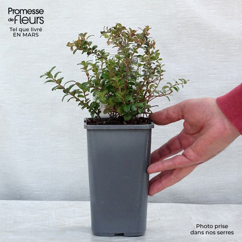 Amostra de Arando-vermelho Bio - Vaccinium vitis idaea Vaso de 1 L/1,5 L, Arbusto tal como entregue na primavera