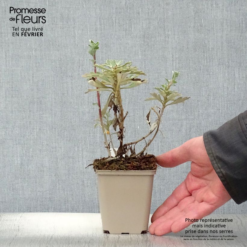 Amostra de Ajania pacifica Gold and Silver Vaso de 8/9 cm tal como entregue no inverno