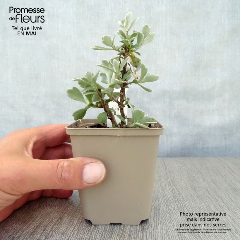 Amostra de Ajania pacifica Gold and Silver Vaso de 8/9 cm tal como entregue na primavera