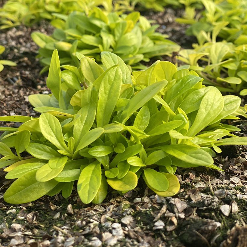 Ajuga tenorii Cordial Canary (Hábito)