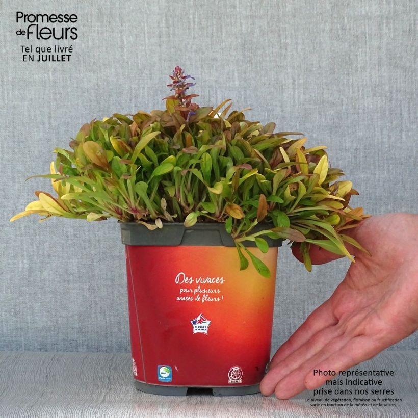 Amostra de Ajuga Feathered Friends Fancy Finch Vaso de 2 L/3 L tal como entregue no verão
