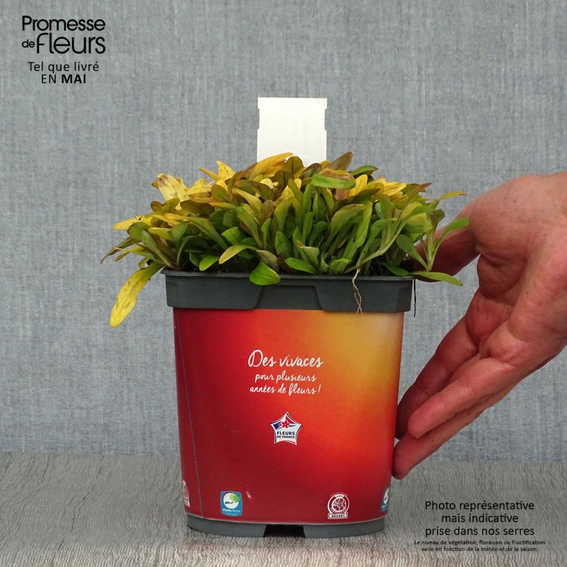 Amostra de Ajuga Feathered Friends Fancy Finch Vaso de 2 L/3 L tal como entregue na primavera