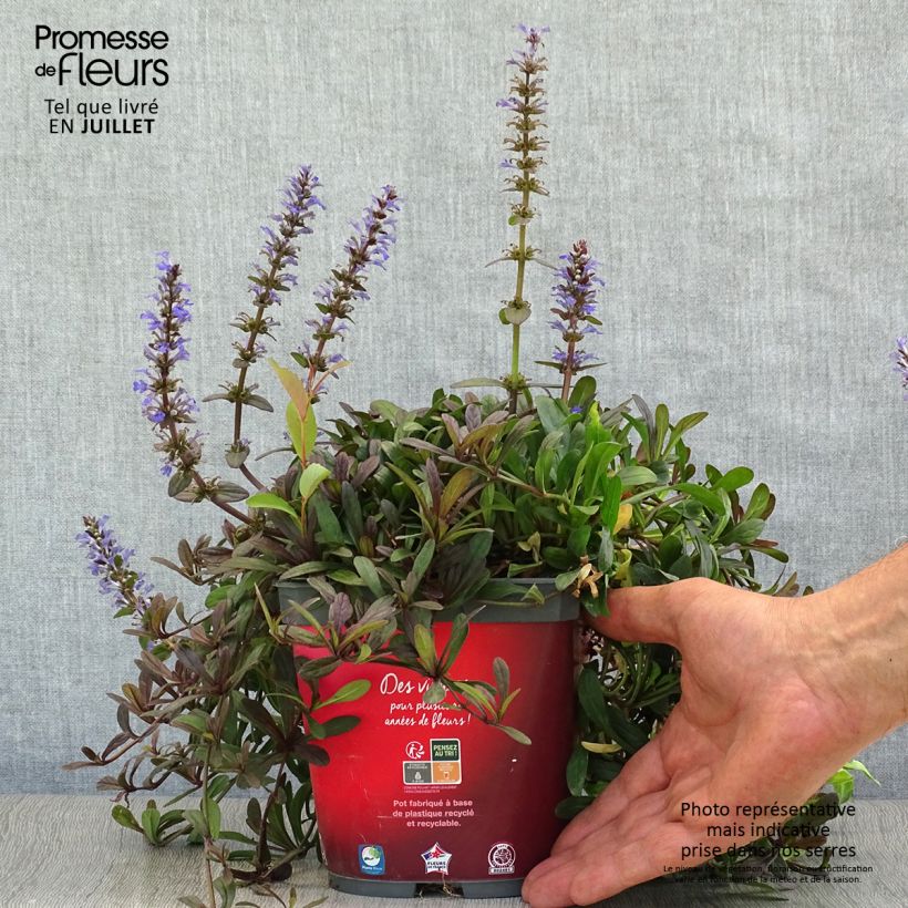 Amostra de Ajuga Noble Nightingale Vaso de 2 L/3 L tal como entregue no verão