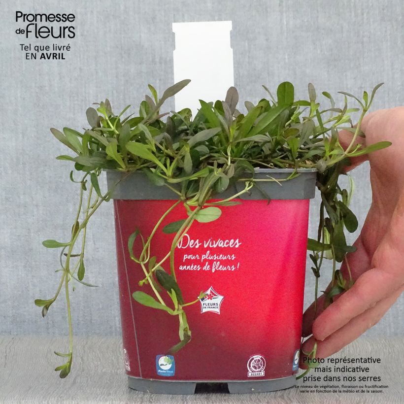 Amostra de Ajuga Noble Nightingale Vaso de 2 L/3 L tal como entregue na primavera