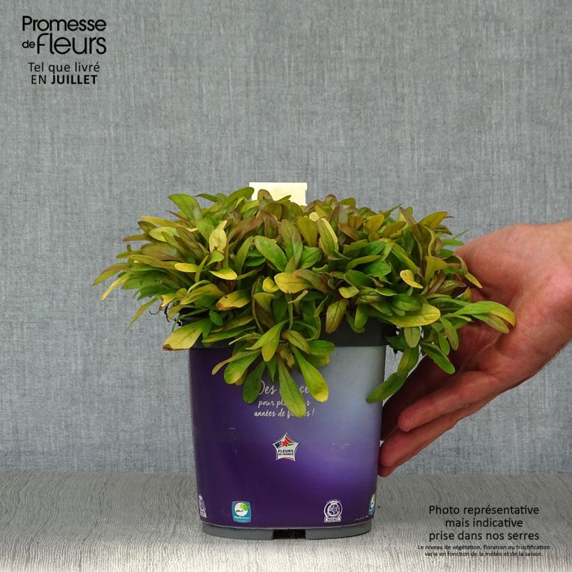 Amostra de Ajuga Petite Parakeet Vaso de 2 L/3 L tal como entregue no verão