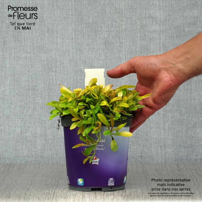 Amostra de Ajuga Petite Parakeet - Bugle rampante Vaso de 2 L/3 L tal como entregue na primavera