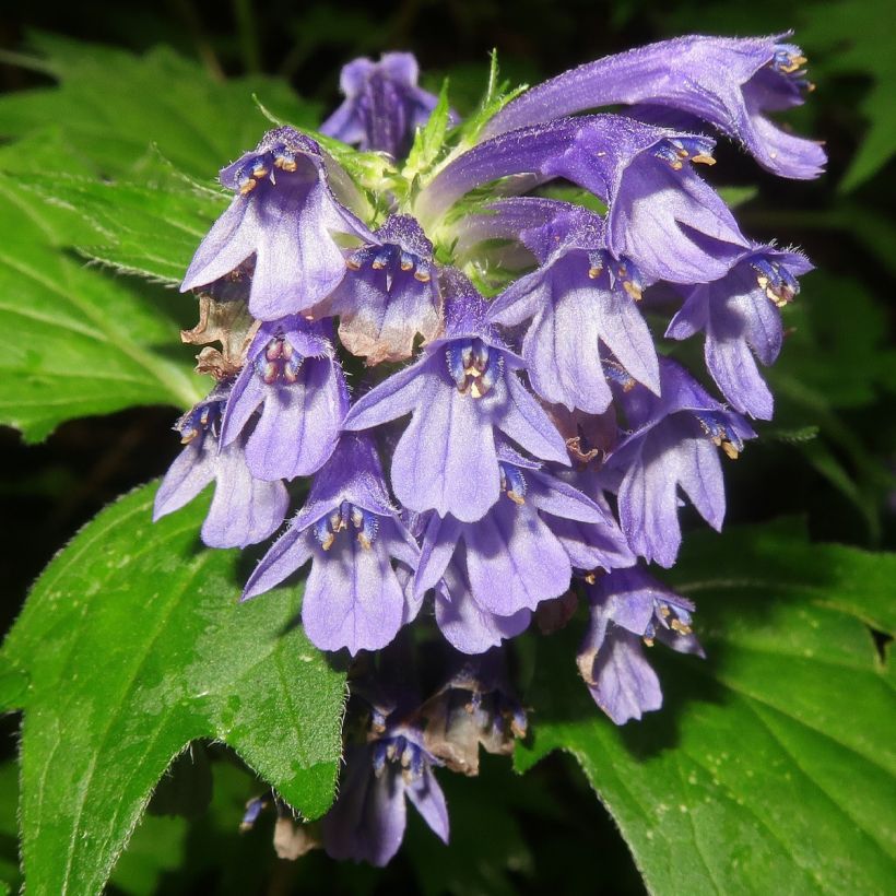 Ajuga incisa (Floração)