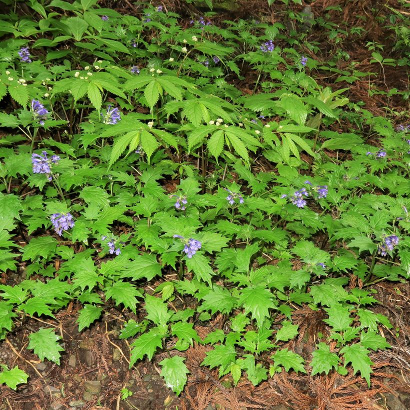 Ajuga incisa (Hábito)