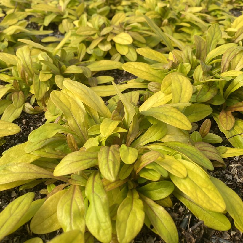 Ajuga Petite Parakeet (Folhagem)
