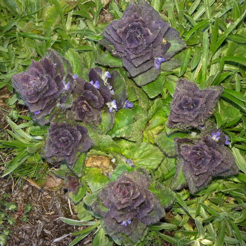Ajuga pyramidalis (Folhagem)