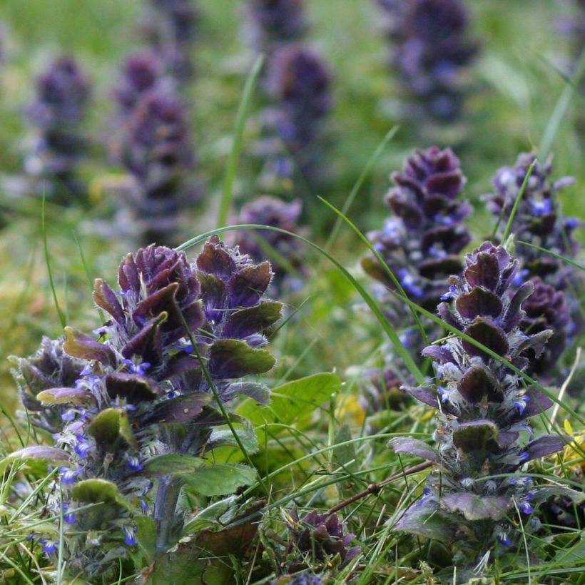 Ajuga pyramidalis (Hábito)