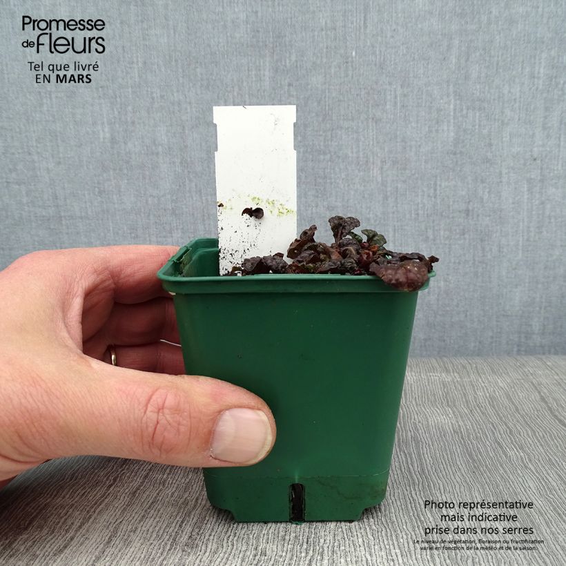 Amostra de Ajuga pyramidalis Metallica Crispa Vaso de 8/9 cm tal como entregue no inverno