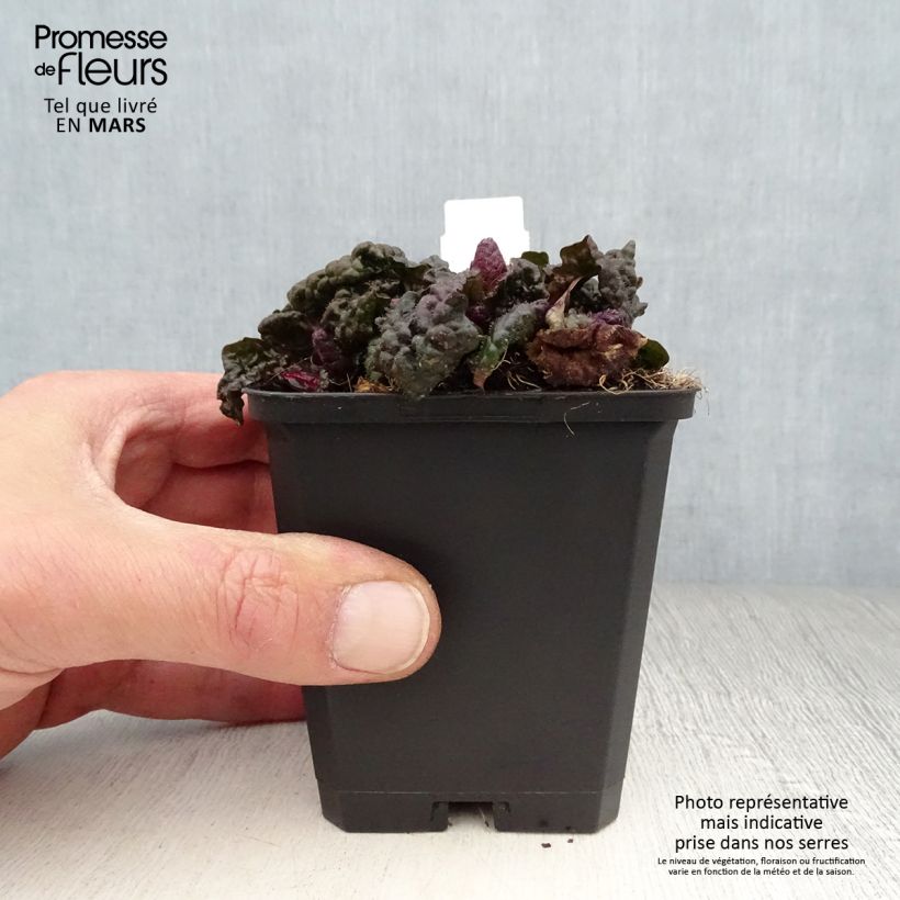 Amostra de Ajuga pyramidalis Metallica Crispa Vaso de 8/9 cm tal como entregue na primavera