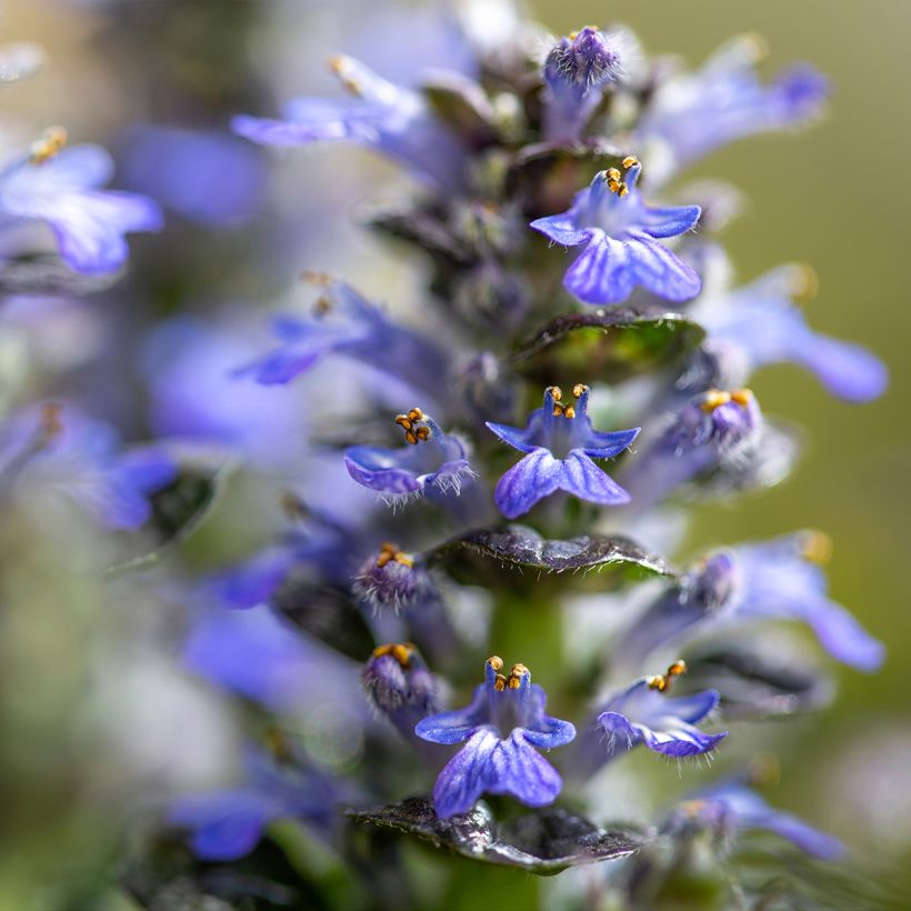 Ajuga pyramidalis Metallica Crispa (Floração)