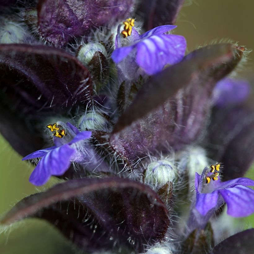 Ajuga pyramidalis (Floração)