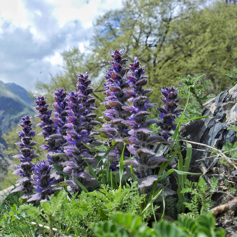 Ajuga pyramidalis (Hábito)