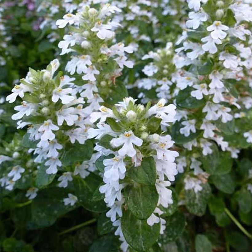 Ajuga reptans Alba (Floração)