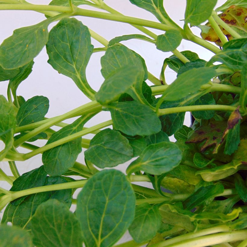 Ajuga reptans Alba (Folhagem)