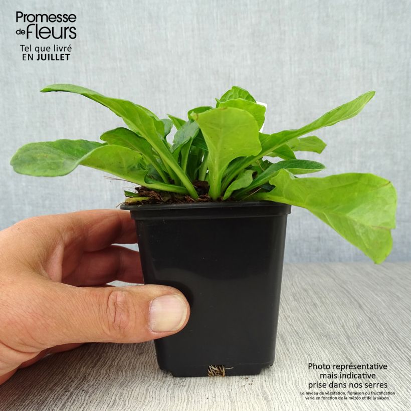 Amostra de Ajuga reptans Alba Vaso de 7/8 cm tal como entregue no verão