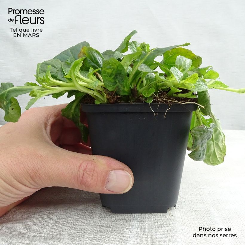 Amostra de Ajuga reptans Alba Vaso de 7/8 cm tal como entregue na primavera