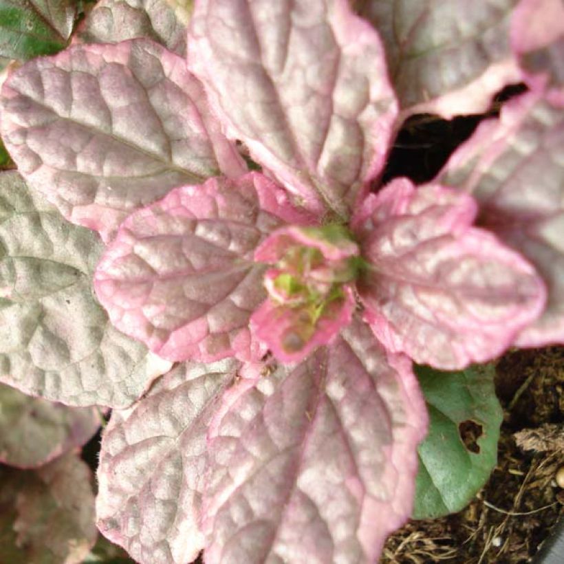 Ajuga reptans Burgundy Glow (Folhagem)