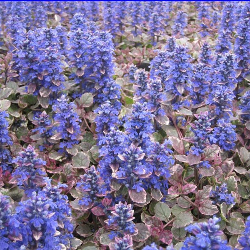 Ajuga reptans Burgundy Glow (Hábito)