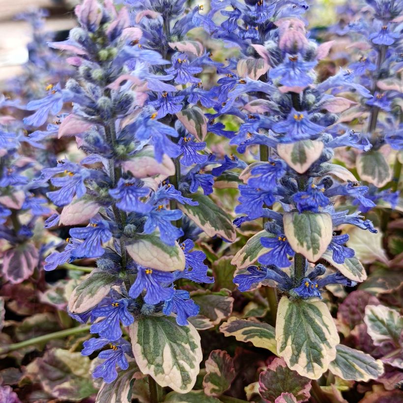 Ajuga reptans Burgundy Glow (Floração)