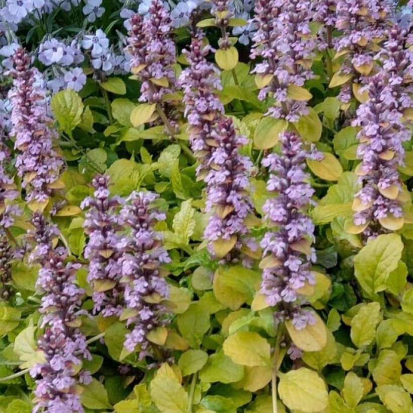Ajuga reptans Gold Chang (Floração)