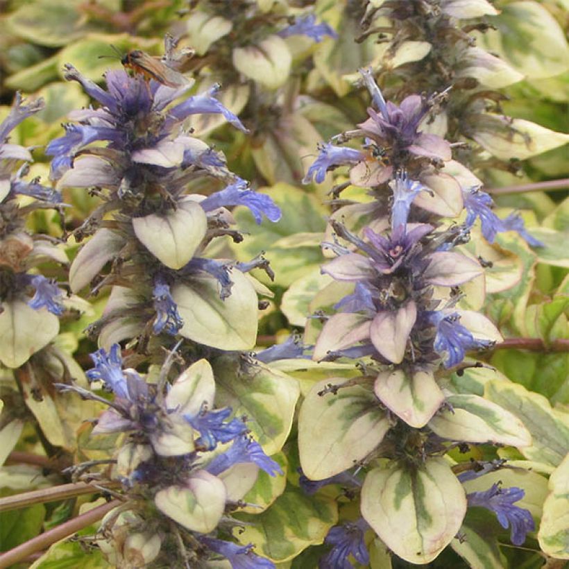 Ajuga reptans Golden Glow (Floração)