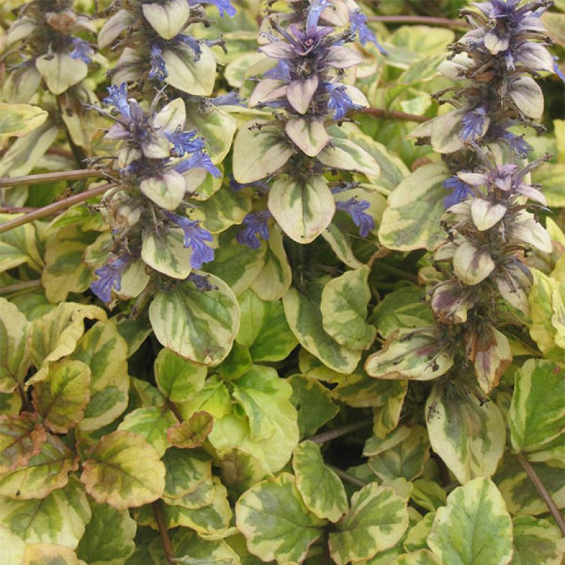Ajuga reptans Golden Glow (Hábito)