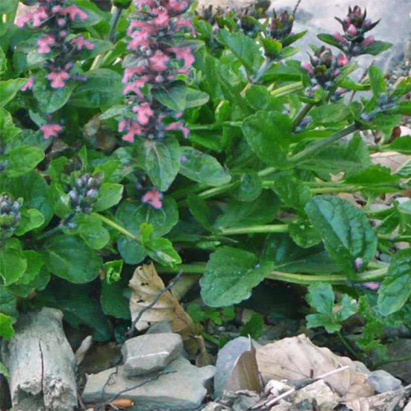 Ajuga reptans Pink Elf (Folhagem)