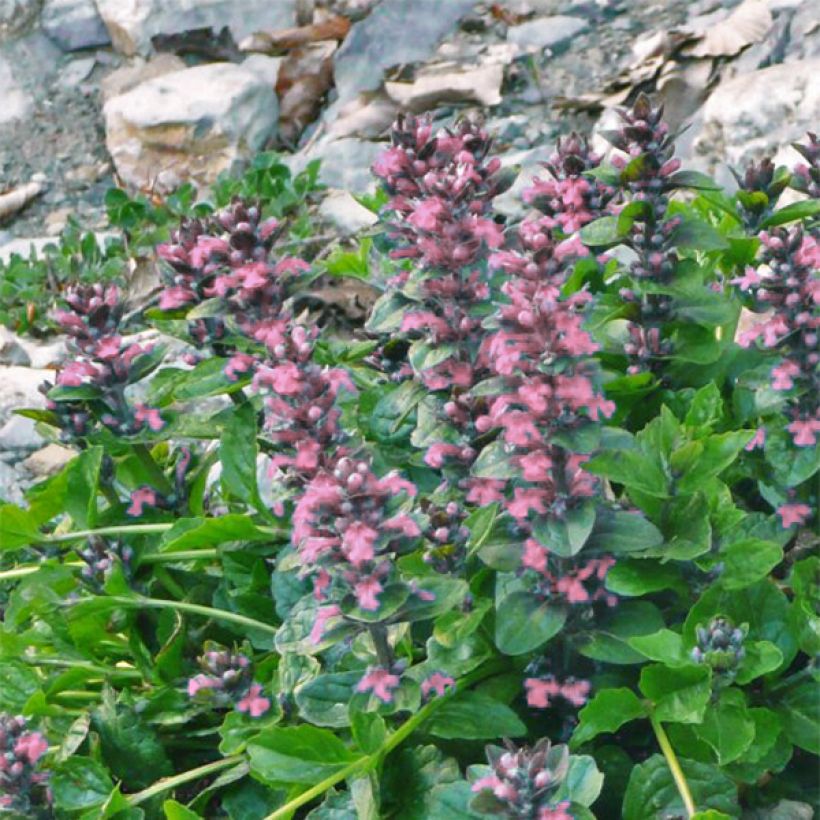 Ajuga reptans Pink Elf (Floração)