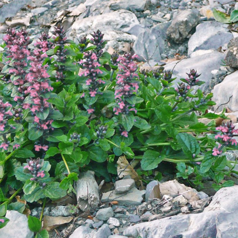 Ajuga reptans Pink Elf (Hábito)