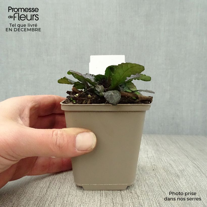 Amostra de Ajuga reptans Purple Torch Vaso de 7/8 cm tal como entregue no inverno