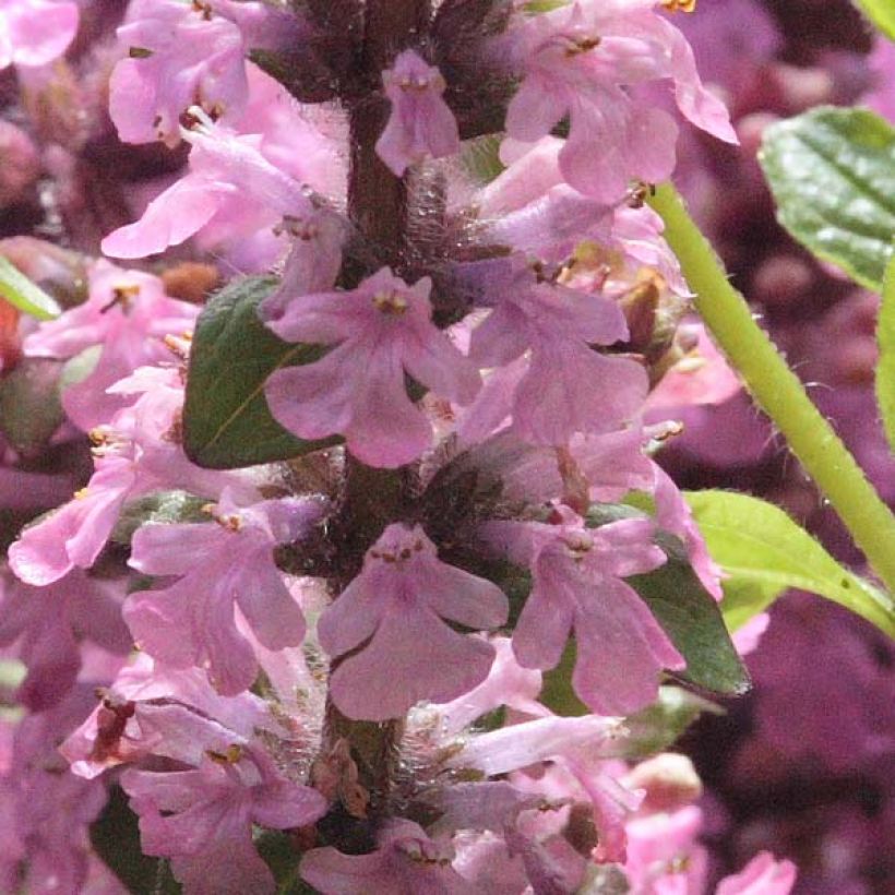 Ajuga reptans Purple Torch (Floração)