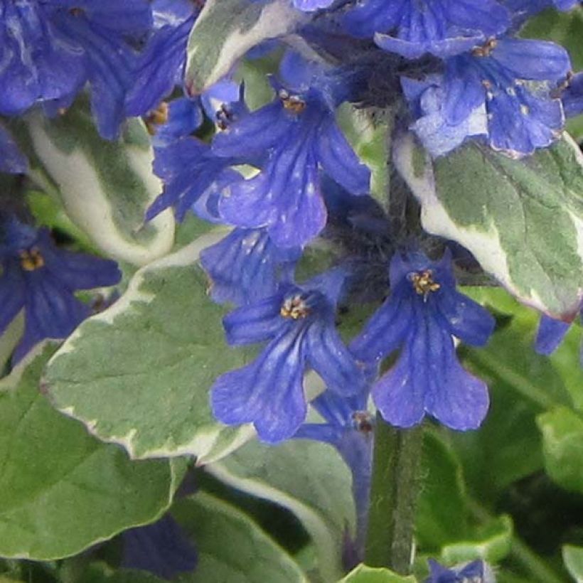 Ajuga reptans Variegata (Floração)