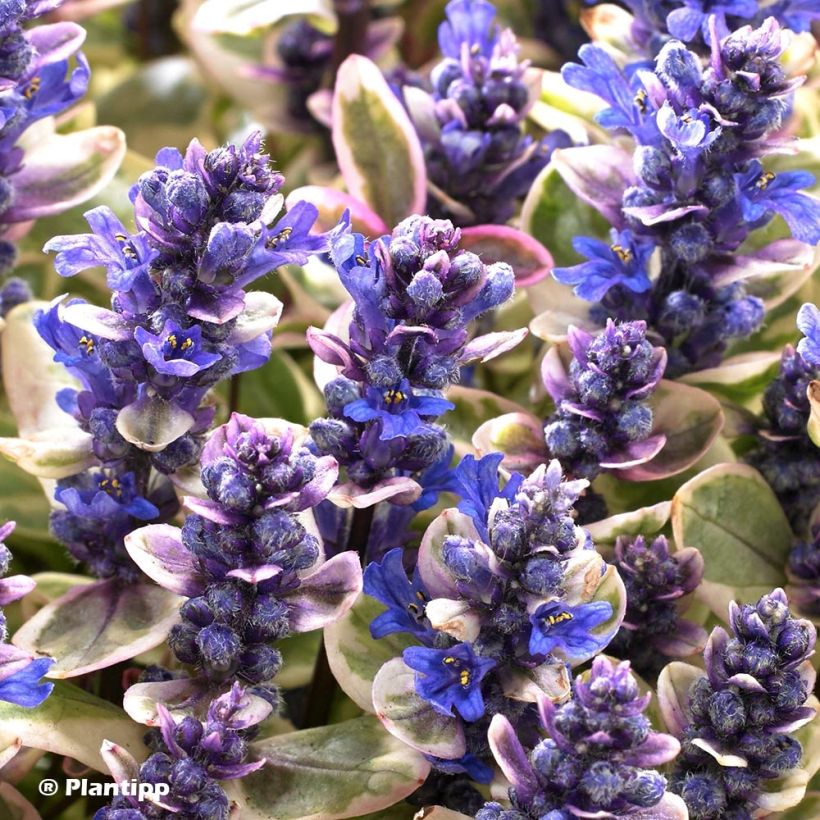 Ajuga tenorii Princess Nadia (Floração)