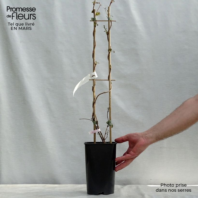 Amostra de Akebia longeracemosa Vaso de 2 L/3 L tal como entregue na primavera