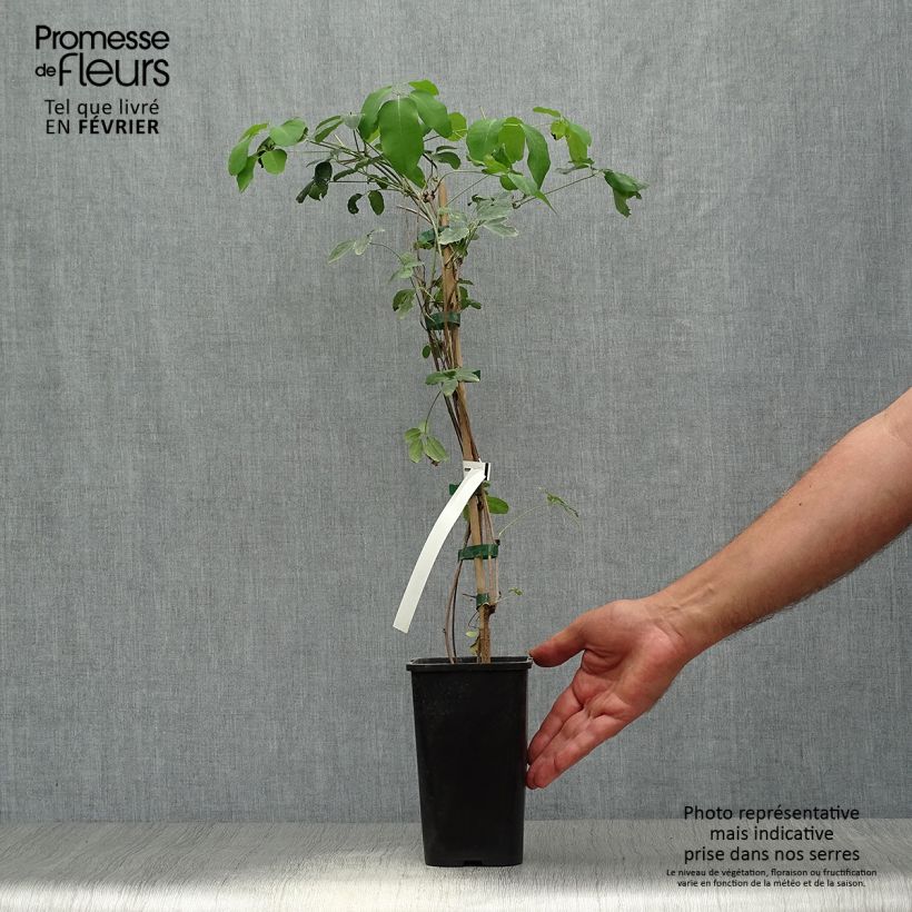 Amostra de Akebia pentaphylla Vaso de 1,5 L/2 L tal como entregue no outono