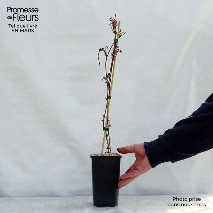 Amostra de Akebia pentaphylla Vaso de 1,5 L/2 L tal como entregue na primavera