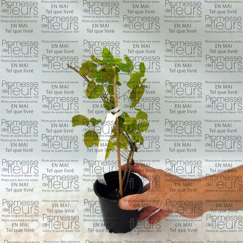 Exemplo de amostra de Akebia quinata - Akébie à cinq feuilles Vaso de 8/9 cm tal como entregue