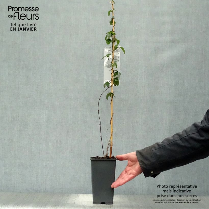 Amostra de Akebia quinata - Akébie à cinq feuilles Vaso de 2 L/3 L tal como entregue no inverno