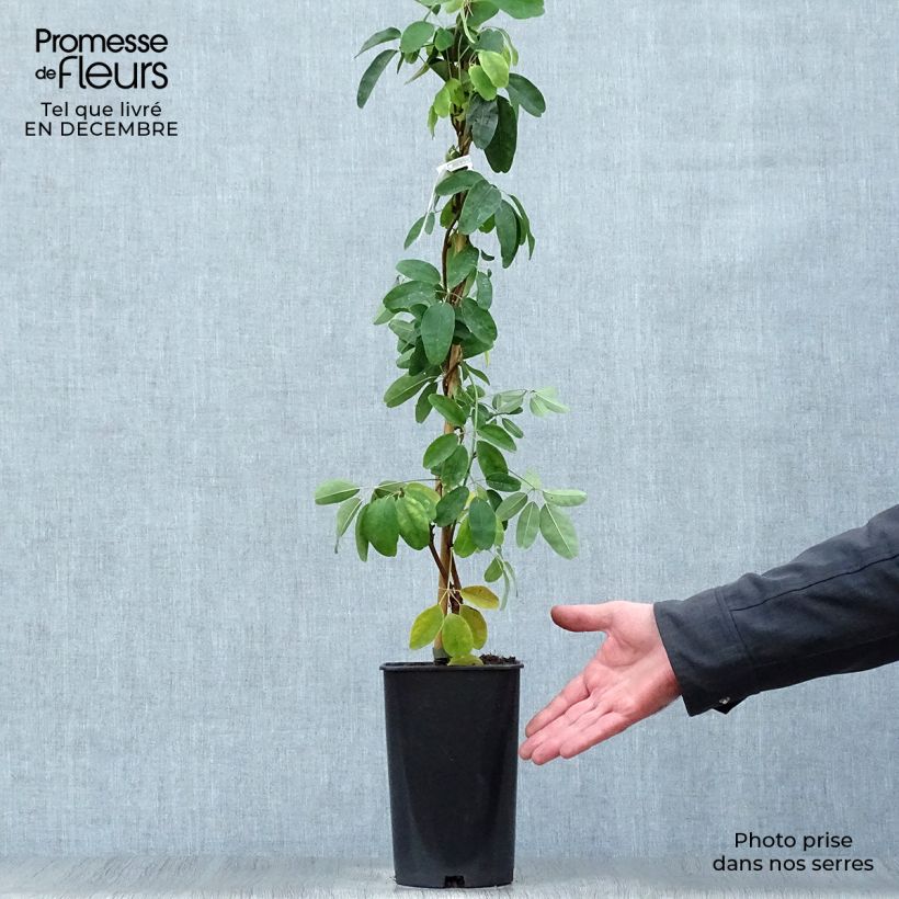 Amostra de Akebia quinata Cream Form Vaso de 2 L/3 L tal como entregue no inverno