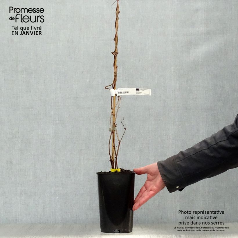 Amostra de Akebia quinata Silver Bells Vaso de 2 L/3 L tal como entregue no inverno