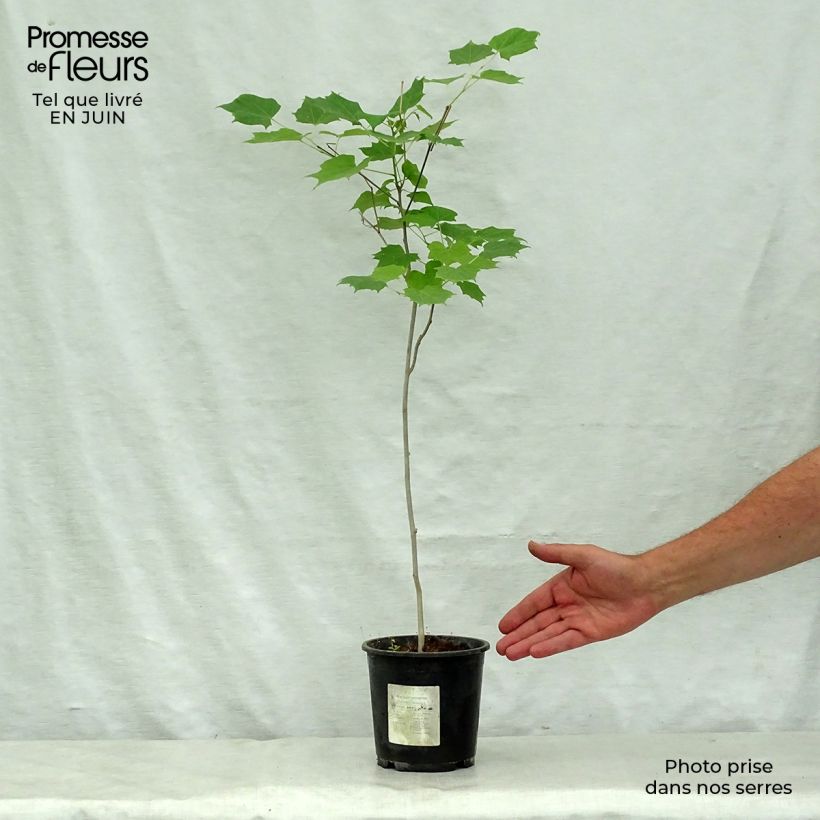 Amostra de Alangium chinense Vaso de 7,5 L/10 L tal como entregue no verão