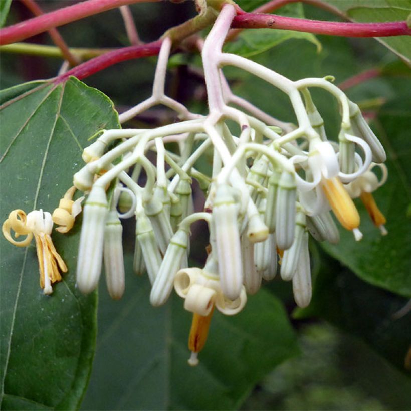 Alangium platanifolium (Floração)