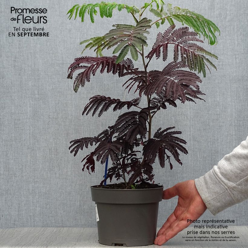 Amostra de Albizia julibrissin Summer Chocolate Vaso de 3 L/4 L tal como entregue no outono
