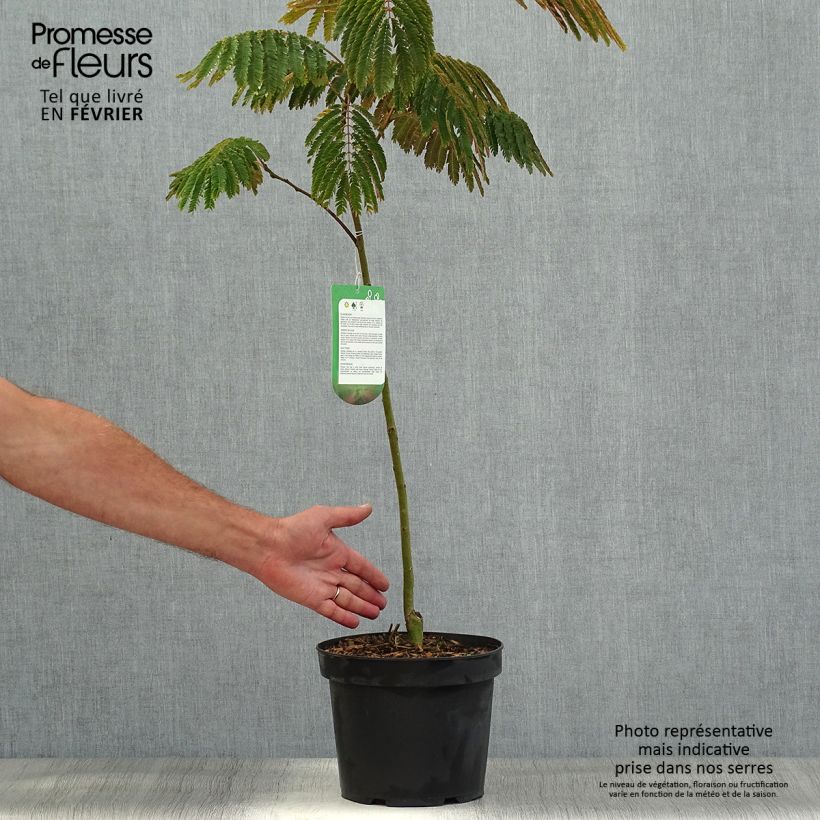 Amostra de Albizia julibrissin Evey's Pride Vaso de 4 L/5 L tal como entregue no outono